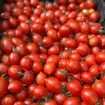 Load image into Gallery viewer, Tomato, 'Bombeta'
