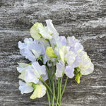 Load image into Gallery viewer, Sweet Pea, 'Cilla'

