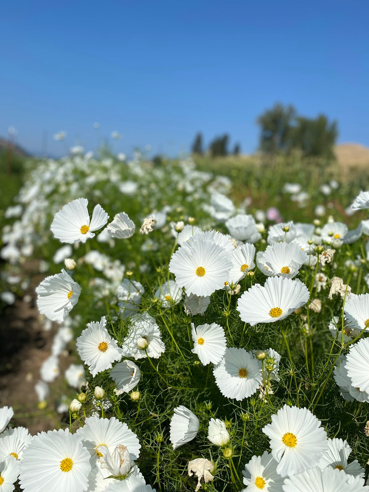 cupcake cosmos flower seeds Cosmos, 'Cupcake White'