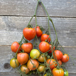 Load image into Gallery viewer, Tomato, 'Del Tonet'
