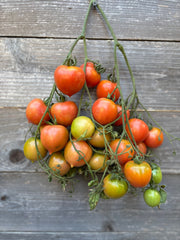 Load image into Gallery viewer, Tomato, 'Del Tonet'
