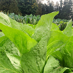 Load image into Gallery viewer, Radicchio (Pan di Zucchero/Sugarloaf), 'Serena'
