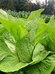 Load image into Gallery viewer, Radicchio (Pan di Zucchero/Sugarloaf), 'Serena'
