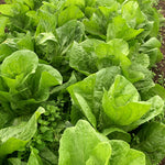 Load image into Gallery viewer, Radicchio (Pan di Zucchero/Sugarloaf), 'Serena'
