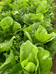 Load image into Gallery viewer, Radicchio (Pan di Zucchero/Sugarloaf), 'Serena'
