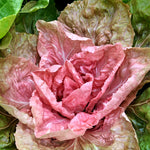 Load image into Gallery viewer, Radicchio (Rosa del Veneto), 'Jolanda'
