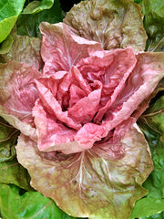 Load image into Gallery viewer, Radicchio (Rosa del Veneto), 'Jolanda'
