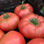 Load image into Gallery viewer, Tomato, 'Kurtovo Konare'
