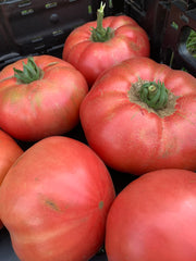 Load image into Gallery viewer, Tomato, 'Kurtovo Konare'
