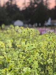 Load image into Gallery viewer, Nicotiana, 'Lime Green'
