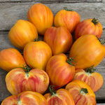 Load image into Gallery viewer, Tomato, 'Midnight Sun'
