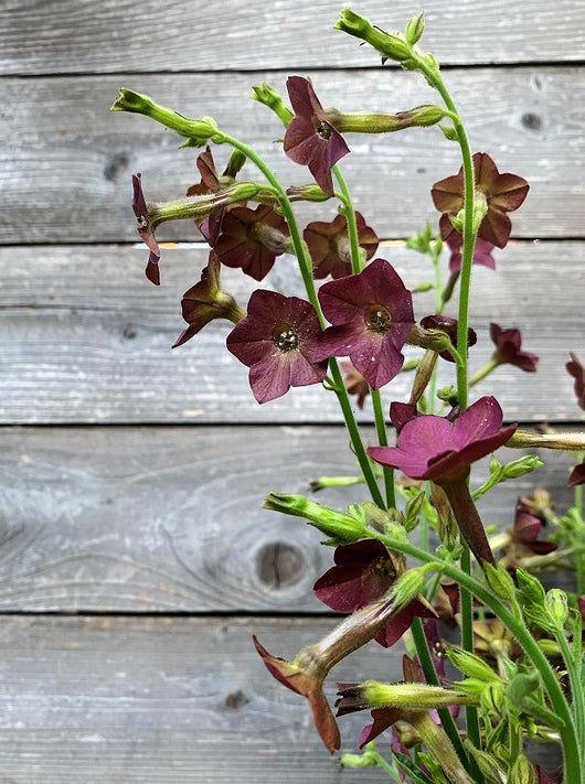 Nicotiana, 'Bronze Queen' | Uprising Seeds