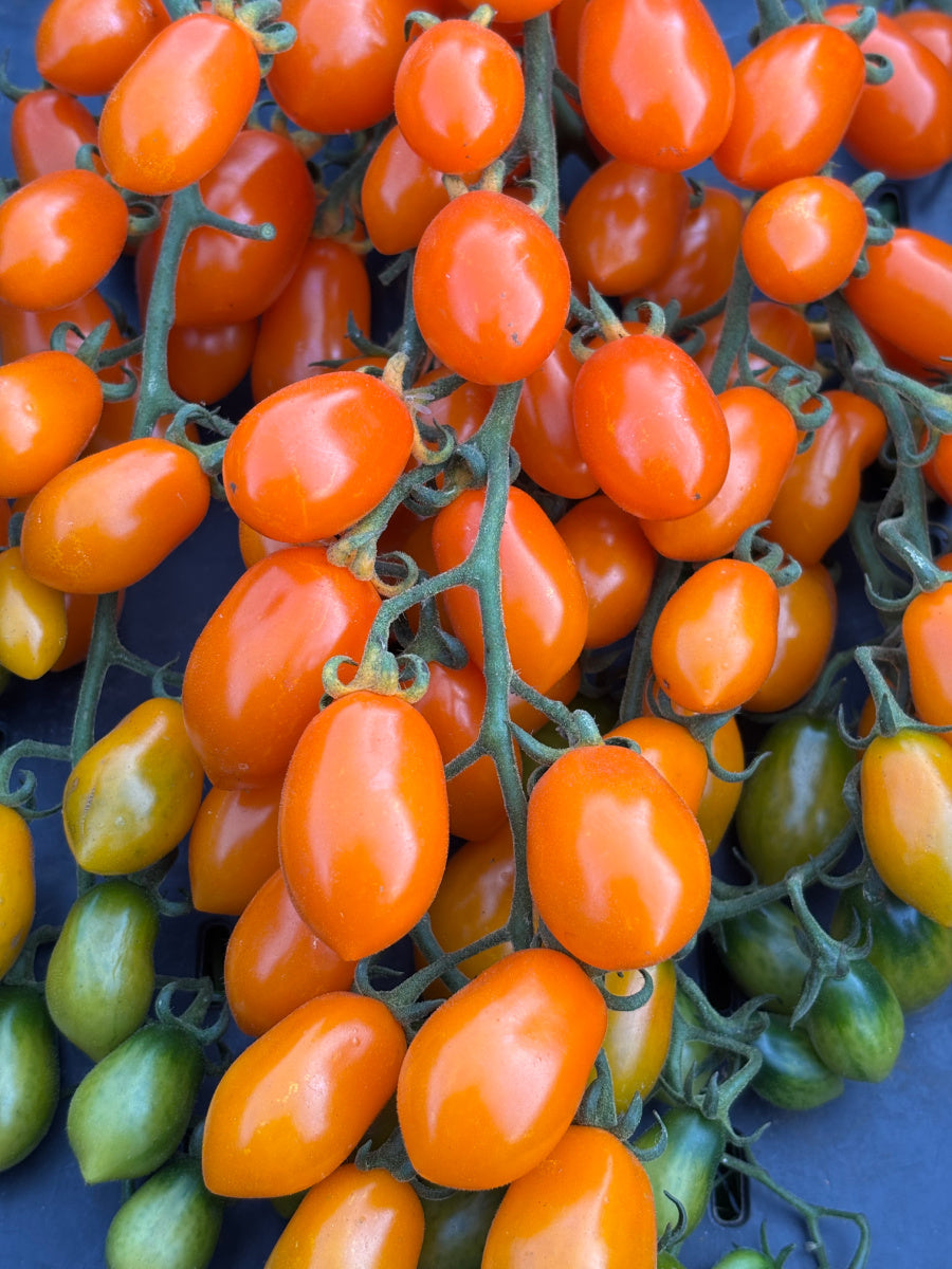 ミュージシャン tomato Orange_Datterini_900x.jpg?v=