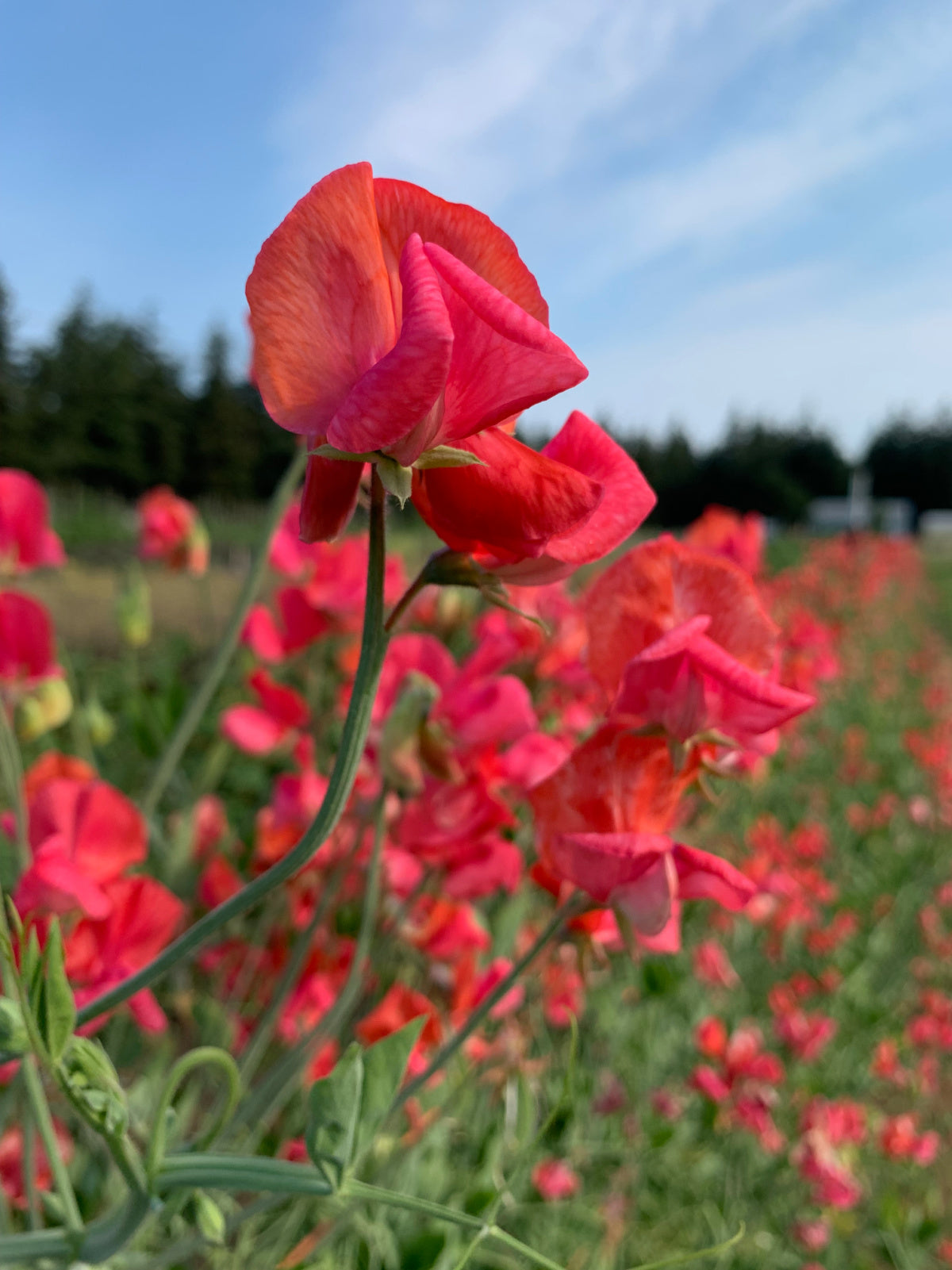red butterfly pea flower seeds Sweet Pea, 'Prince of Orange'