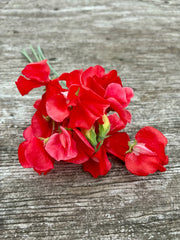 Load image into Gallery viewer, Sweet Pea, 'Restormel'
