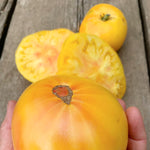 Load image into Gallery viewer, Tomato, 'Sandburg'
