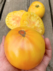 Load image into Gallery viewer, Tomato, 'Sandburg'
