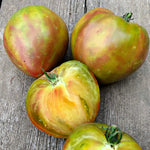 Load image into Gallery viewer, Tomato, 'Taiga'
