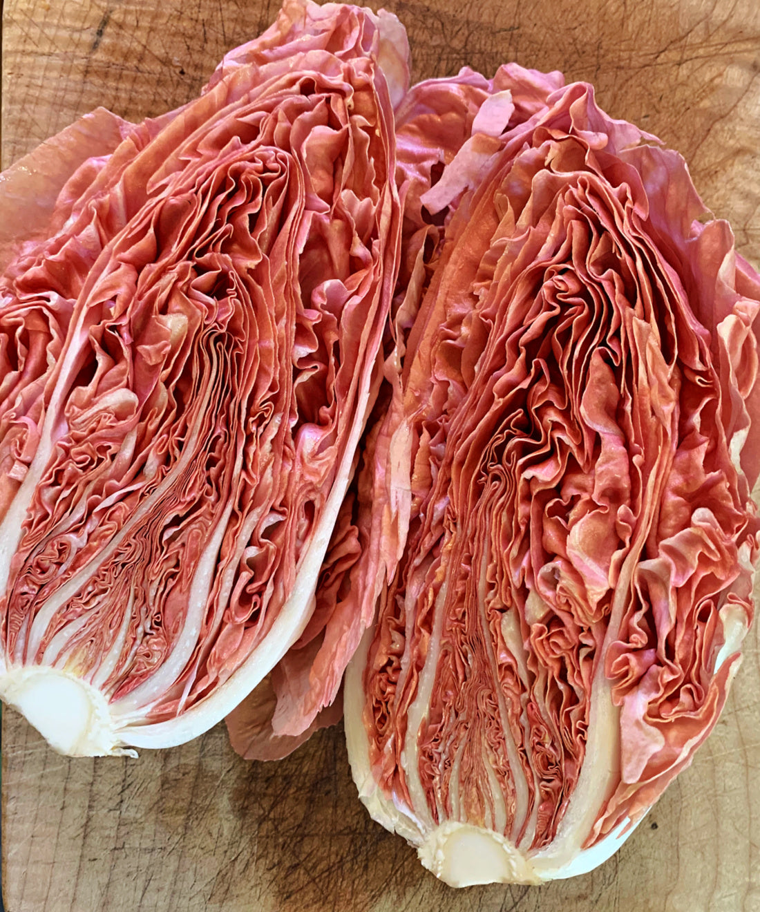 radicchio la rosa del veneto seeds Radicchio (Rosa del Veneto), 'Jolanda'