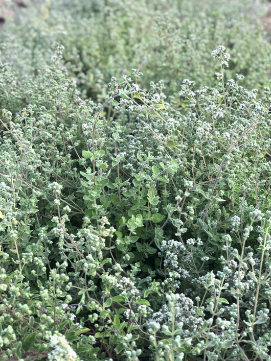 zaatar seeds for planting Organic, Za'atar Oregano