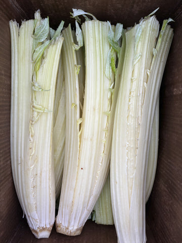 Cardoon
