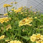 Load image into Gallery viewer, Zinnia, 'Isabellina'
