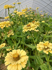 Load image into Gallery viewer, Zinnia, 'Isabellina'
