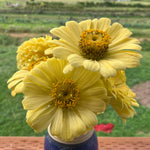 Load image into Gallery viewer, Zinnia, 'Isabellina'
