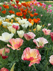 Load image into Gallery viewer, Poppy, California, 'California Mix'
