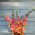 Load image into Gallery viewer, Snapdragon, 'Orange Wonder'
