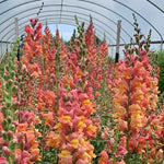 Load image into Gallery viewer, Snapdragon, 'Orange Wonder'
