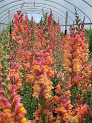 Load image into Gallery viewer, Snapdragon, 'Orange Wonder'
