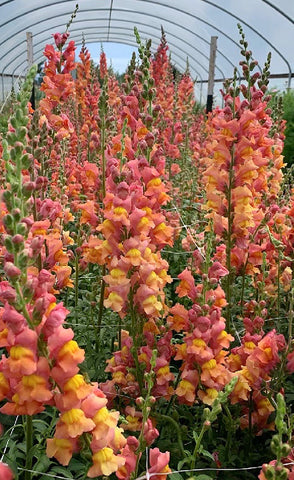 Snapdragon