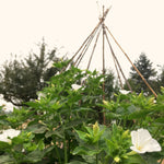 Load image into Gallery viewer, Four O'Clocks, 'Full Moon'
