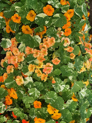 Load image into Gallery viewer, Nasturtium, 'Alaska'
