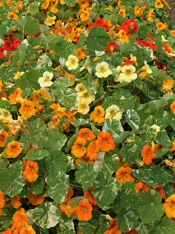 Nasturtium