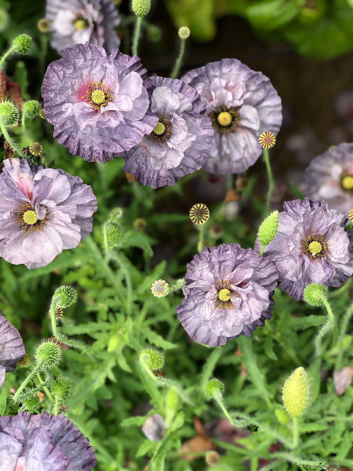 grey poppy flower seeds Poppy, Shirley, 'Amazing Grey'