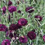 Load image into Gallery viewer, Bachelor's Button, 'Black Ball'
