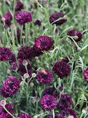 Load image into Gallery viewer, Bachelor's Button, 'Black Ball'
