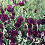 Load image into Gallery viewer, Bachelor's Button, 'Black Ball'
