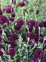 Load image into Gallery viewer, Bachelor's Button, 'Black Ball'
