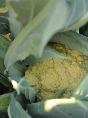 Load image into Gallery viewer, Cauliflower, 'Broccolo di Bassano (il Bonorivo)'
