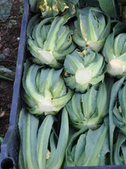 Load image into Gallery viewer, Cauliflower, 'Broccolo di Bassano (il Bonorivo)'
