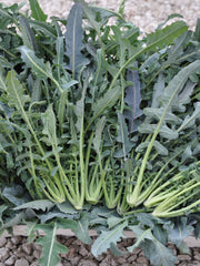 Load image into Gallery viewer, Broccoli, 'Broccolo Fiolaro di Creazzo'
