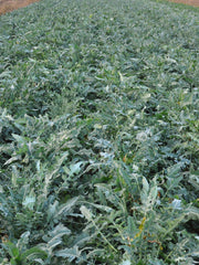 Load image into Gallery viewer, Broccoli, 'Broccolo Fiolaro di Creazzo'
