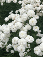 Load image into Gallery viewer, Pearl Yarrow, 'Double Diamond'
