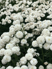 Load image into Gallery viewer, Pearl Yarrow, 'Double Diamond'
