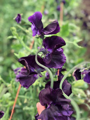 Load image into Gallery viewer, Sweet Pea, 'Just Jenny'
