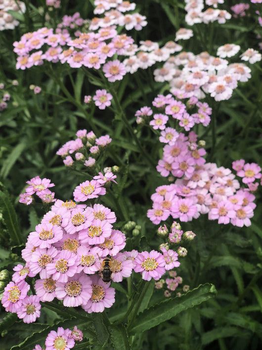 ユーカリ紫陽花ガーランド Siberian Yarrow, 'Love Parade' | Uprising Seeds