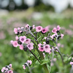 Load image into Gallery viewer, Forget-Me-Not, Chinese, 'Mystery Rose'
